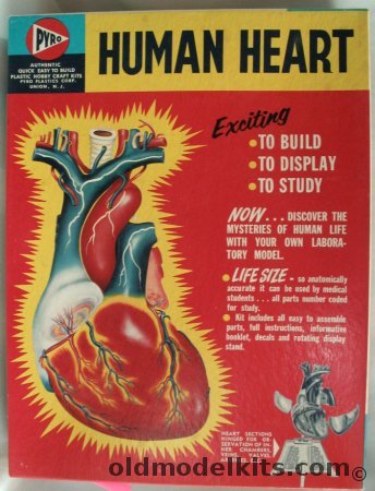 Pyro 1/1 Human Heart Life-Size Anatomical Model, C372-300 plastic model kit